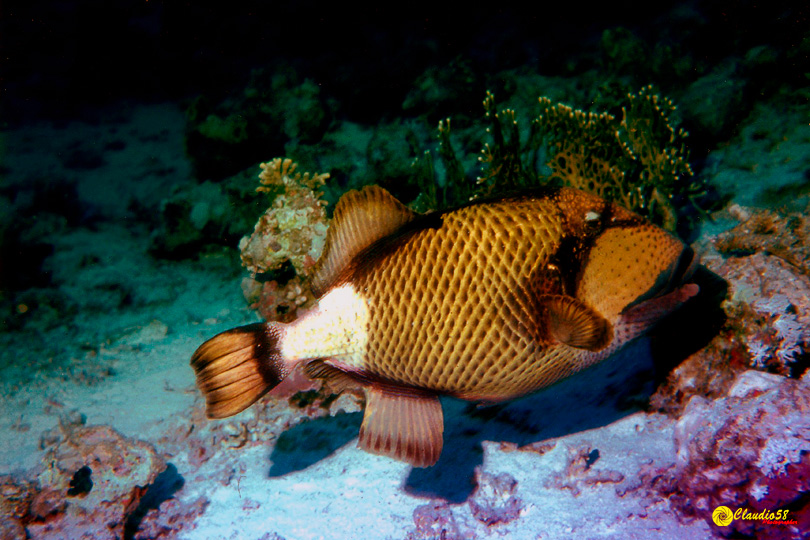 Oracolo della Sibilla Egitto pesce balestra